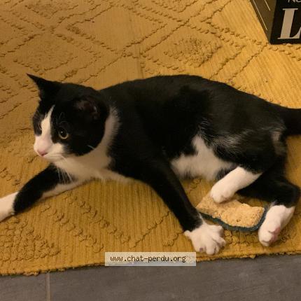 Photo 1/1 Chat retrouvé Perdu à Villette sur ain