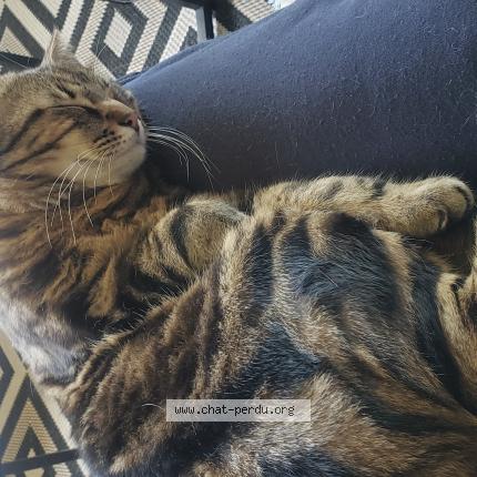 Photo de chat perdu à 59500 Douai
