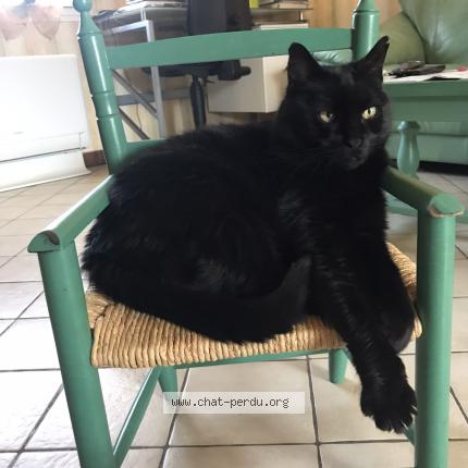 Photo de chat perdu à Rennes