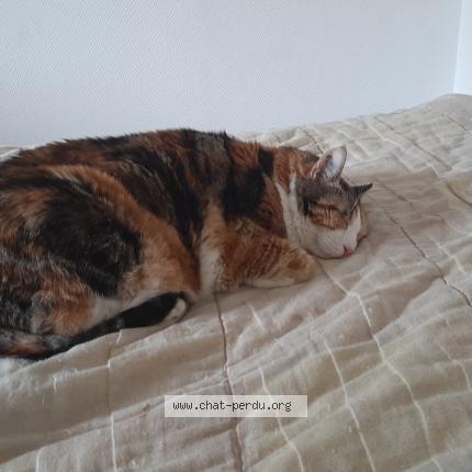 Photo de chat perdu à Toulouse