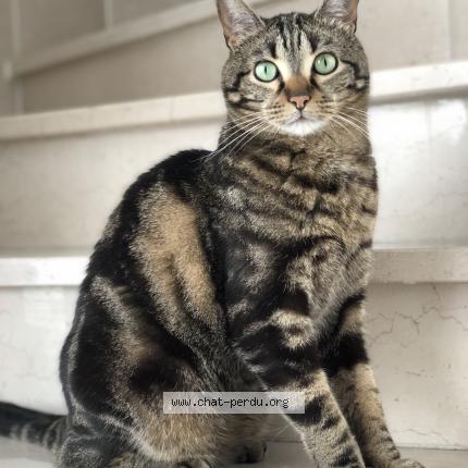 Photo de chat perdu à Nancy
