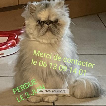 Photo de chat perdu à La Rochelle