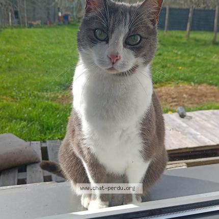 Photo 1/1 Chat retrouvé Perdu à Bruz