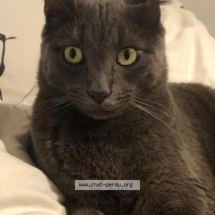 Photo de chat perdu à Roanne