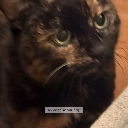 Photo 1/1 Chat retrouvé Perdu à Epinay Sur Orge