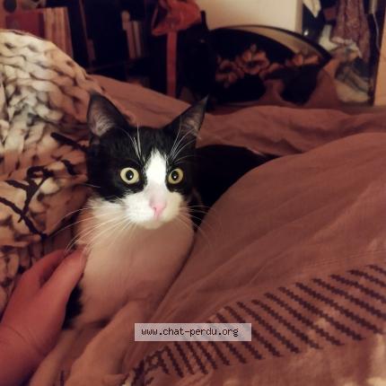 Photo 1/1 Chat retrouvé Perdu à Sables D Olonne