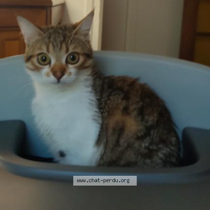 Photo de chat perdu à Genay