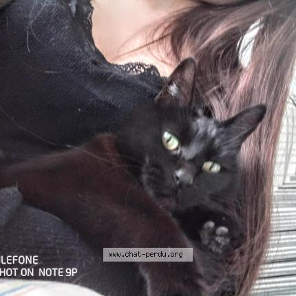 Photo de chat perdu à Beaufort En Anjou