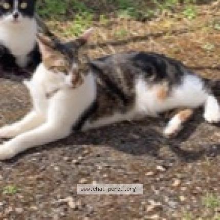Photo de chat perdu à Lyon