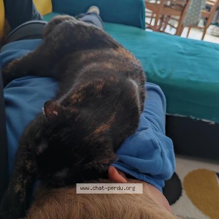 Photo de chat perdu à Orthez