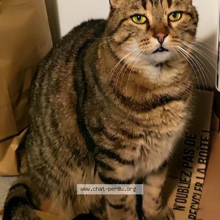 Photo de chat perdu à Marpire