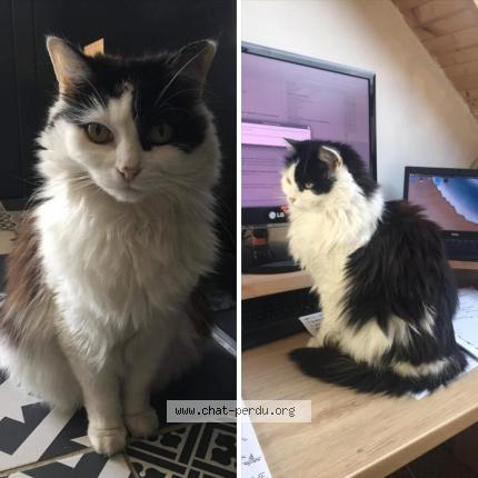 Photo de chat perdu à Saint Brieuc