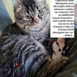 Photo de chat perdu à Montignies Saint Christophe