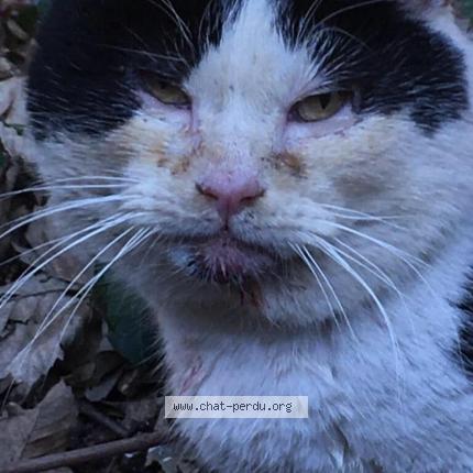 Photo de chat perdu à Marcq En Baroeul