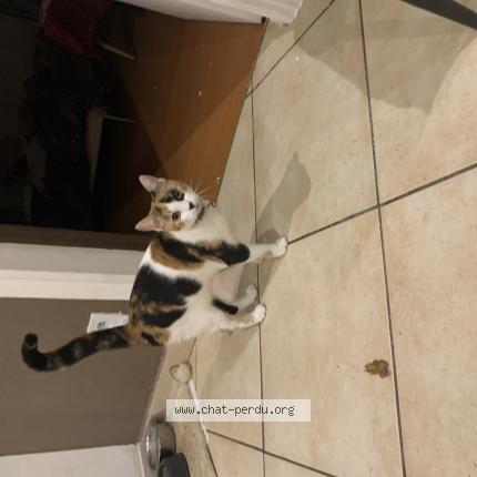 Photo de chat perdu à Massac Sur Tarn