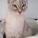 Photo de chat perdu à Poissy