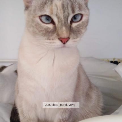 Photo 1/1 Chat retrouvé Perdu à Poissy