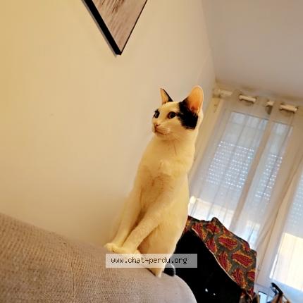 Photo 1/1 Chat retrouvé Perdu à Neuilly Sur Marne