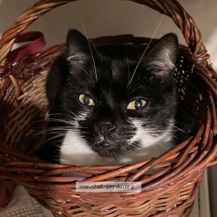 Photo de chat perdu à Chateau Renault