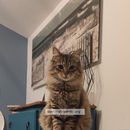Photo 1/1 Twist Chat perdu à L herbergement