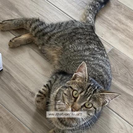 Photo 1/1 Chat retrouvé Perdu à Bussigny