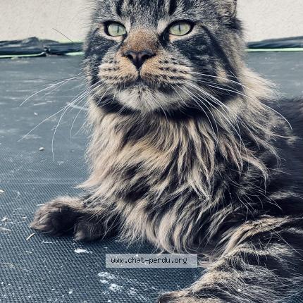 Photo 1/1 Chat retrouvé Perdu à Bretteville Sur Odon