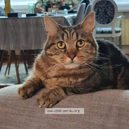 Photo de chat perdu à Caudry