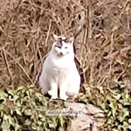Photo 1/1 Chat retrouvé Perdu à Saint pierre d entremont