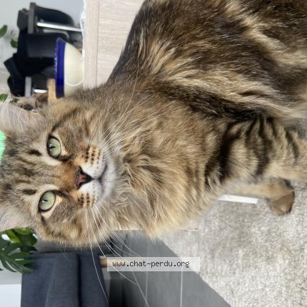 Photo de chat perdu à La Ciotat