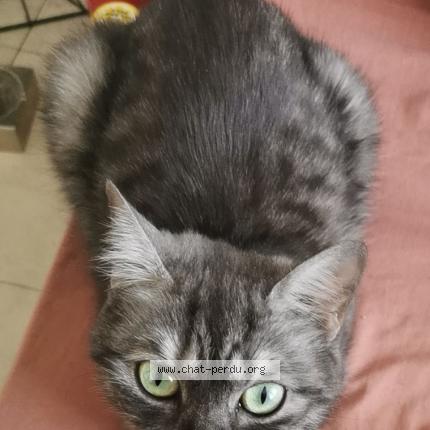 Photo 1/1 Chat retrouvé Perdu à Paris