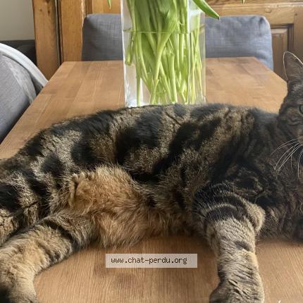 Photo de chat perdu à Savigny Sur Orge