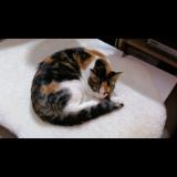 Photo de chat perdu à Ixelles