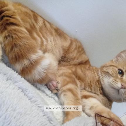 Photo de chat perdu à Mouroux