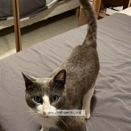 Photo de chat perdu à Saint Maurice L Exil