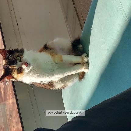 Photo de chat perdu à Nimes