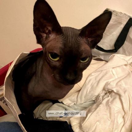 Photo de chat perdu à Maxeville