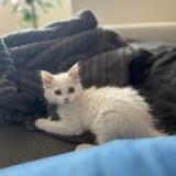 Photo de chat perdu à Liege Saint Walburge