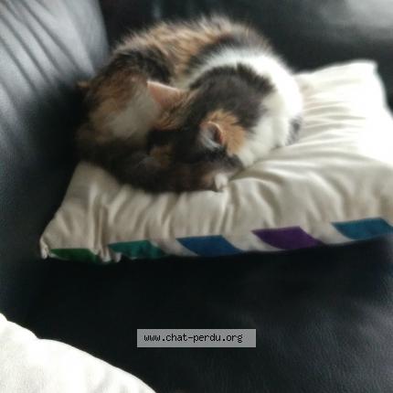 Photo de chat perdu à Les Sables D Olonne