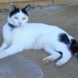 Photo de chat perdu à Souligne Sous Ballon