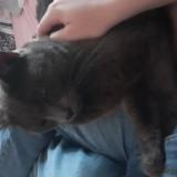 Photo de chat perdu à Polliat