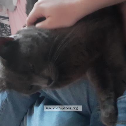 Photo 1/1 Chat retrouvé Perdu à Polliat