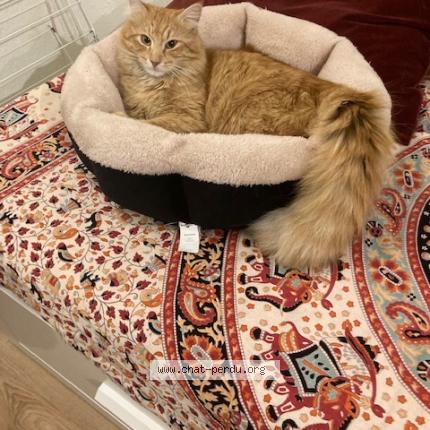 Photo de chat perdu à Marseille
