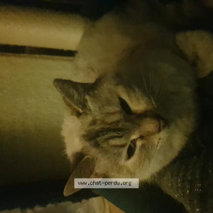 Photo 1/1 Chat retrouvé Perdu à Landerneau