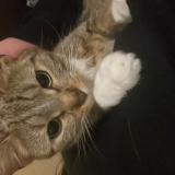 Photo de chat perdu à Saint Maur Des Fosses