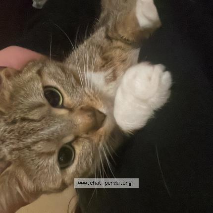 Photo 1/1 Nala Chat perdu à Saint maur des fosses