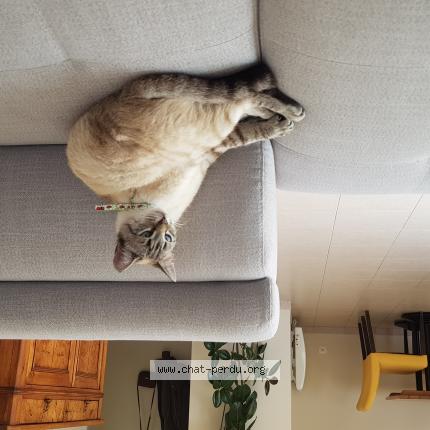 Photo de chat perdu à St Vincent Sur Jard