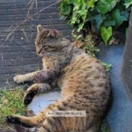 Photo 1/1 Chat retrouvé Perdu à Bordeaux
