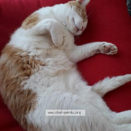 Photo 1/1 Chat retrouvé Perdu à Montigny