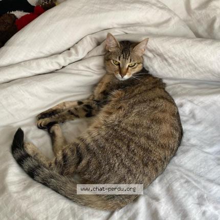 Photo de chat perdu à Paris