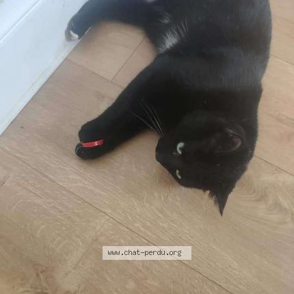 Photo 1/1 Chat retrouvé Perdu à Cast